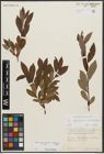 Foto von Salix appendiculata Vill. x Salix waldsteiniana Willd.